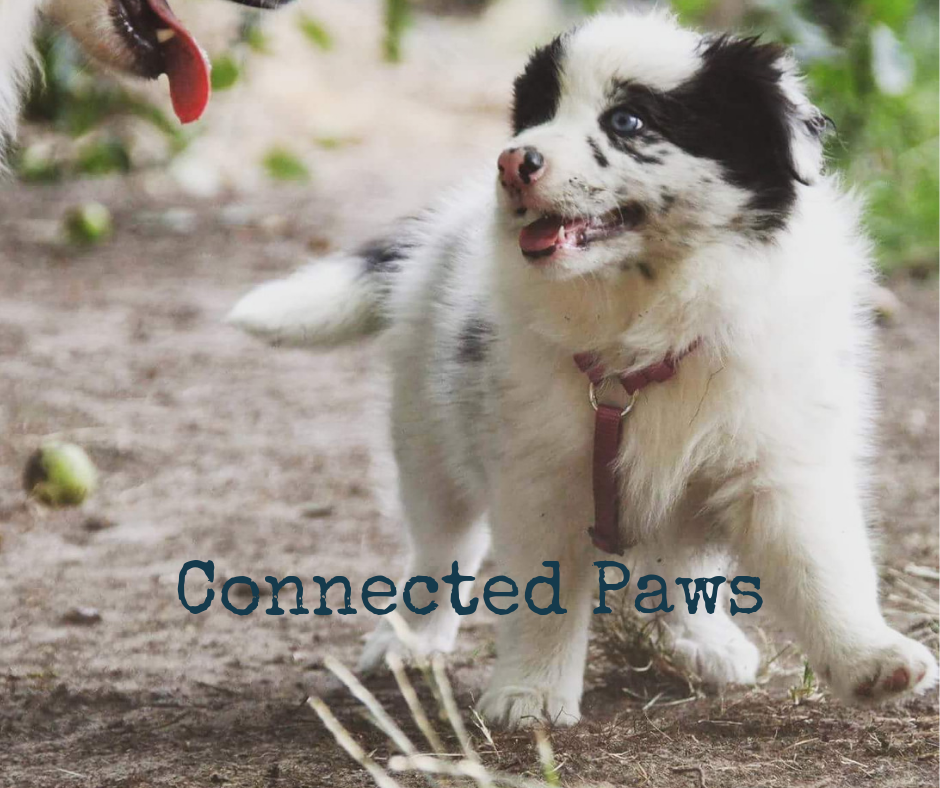 hondentrainers Gent Connected Paws