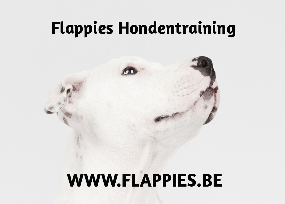 hondentrainers Lint Flappies Hondentraining