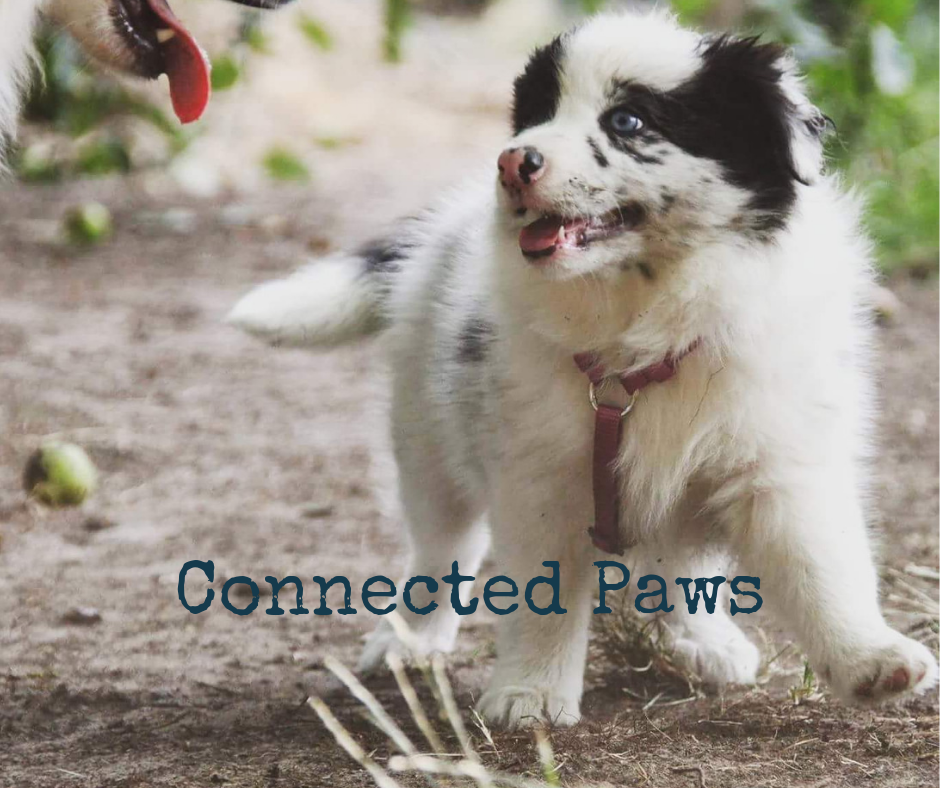 hondentrainers Oudenaarde Connected Paws