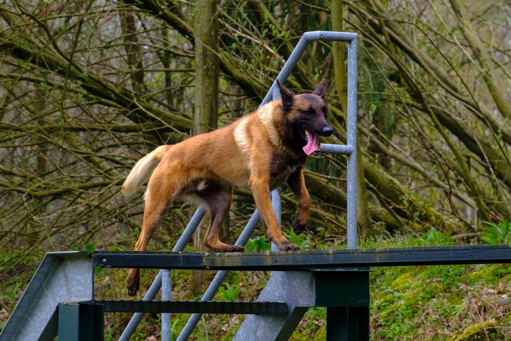 hondentrainers Opglabbeek | De Sol Casa