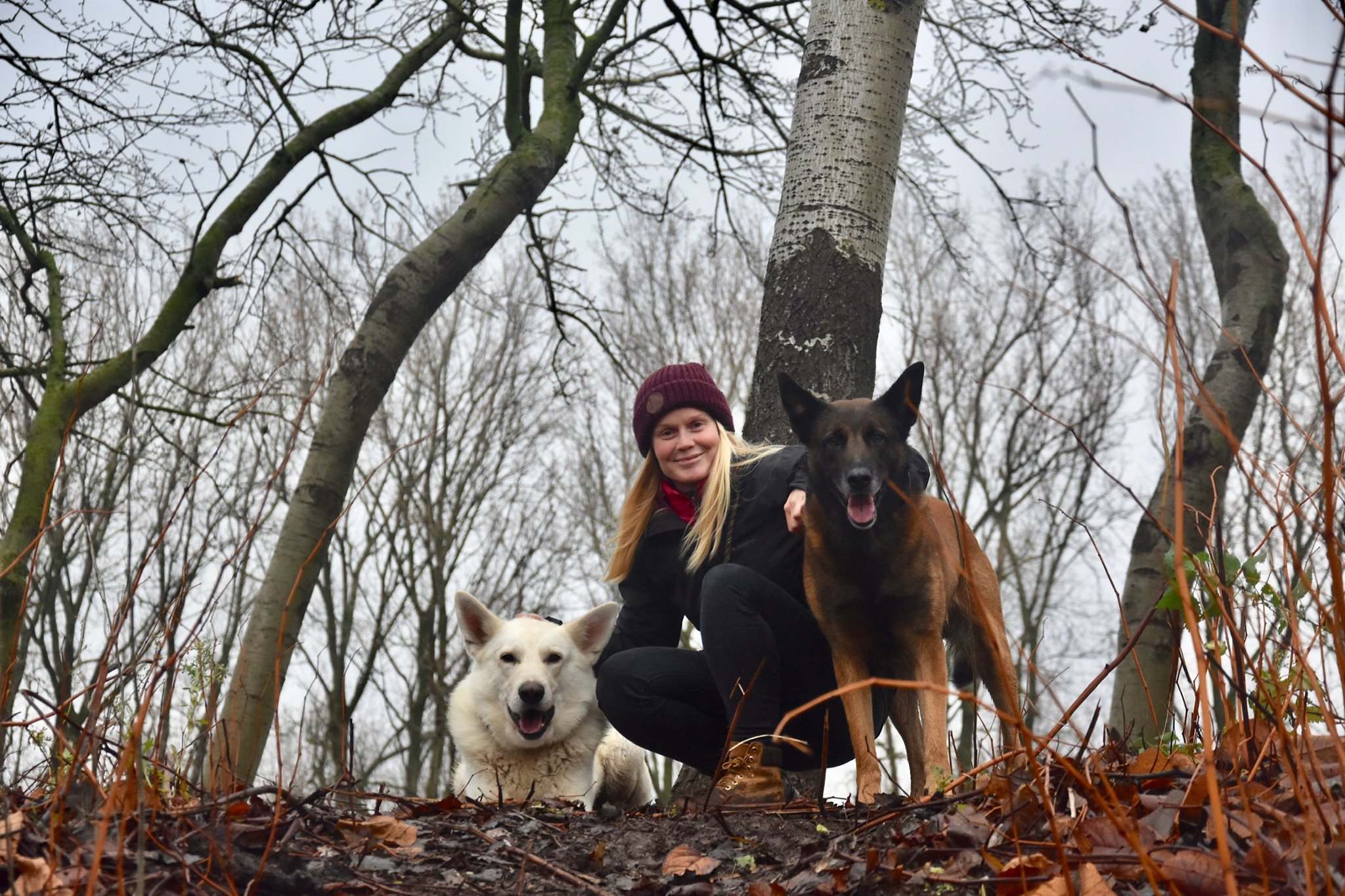 hondentrainers Knokke-Heist | Dier & Mens hondengedragsbegeleiding