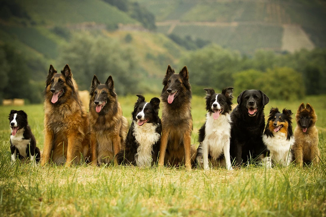 hondentrainers Harelbeke | Dogcenter Snuffelke