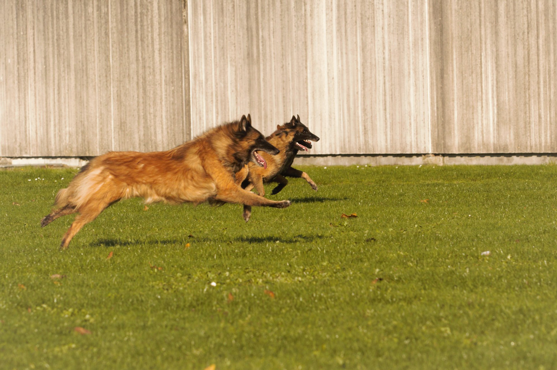 hondentrainers Harelbeke | Dogcenter Snuffelke