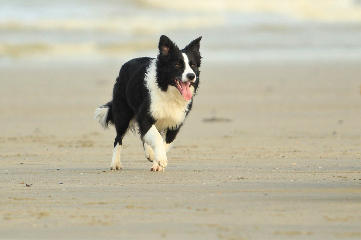 hondentrainers Harelbeke | Dogcenter Snuffelke