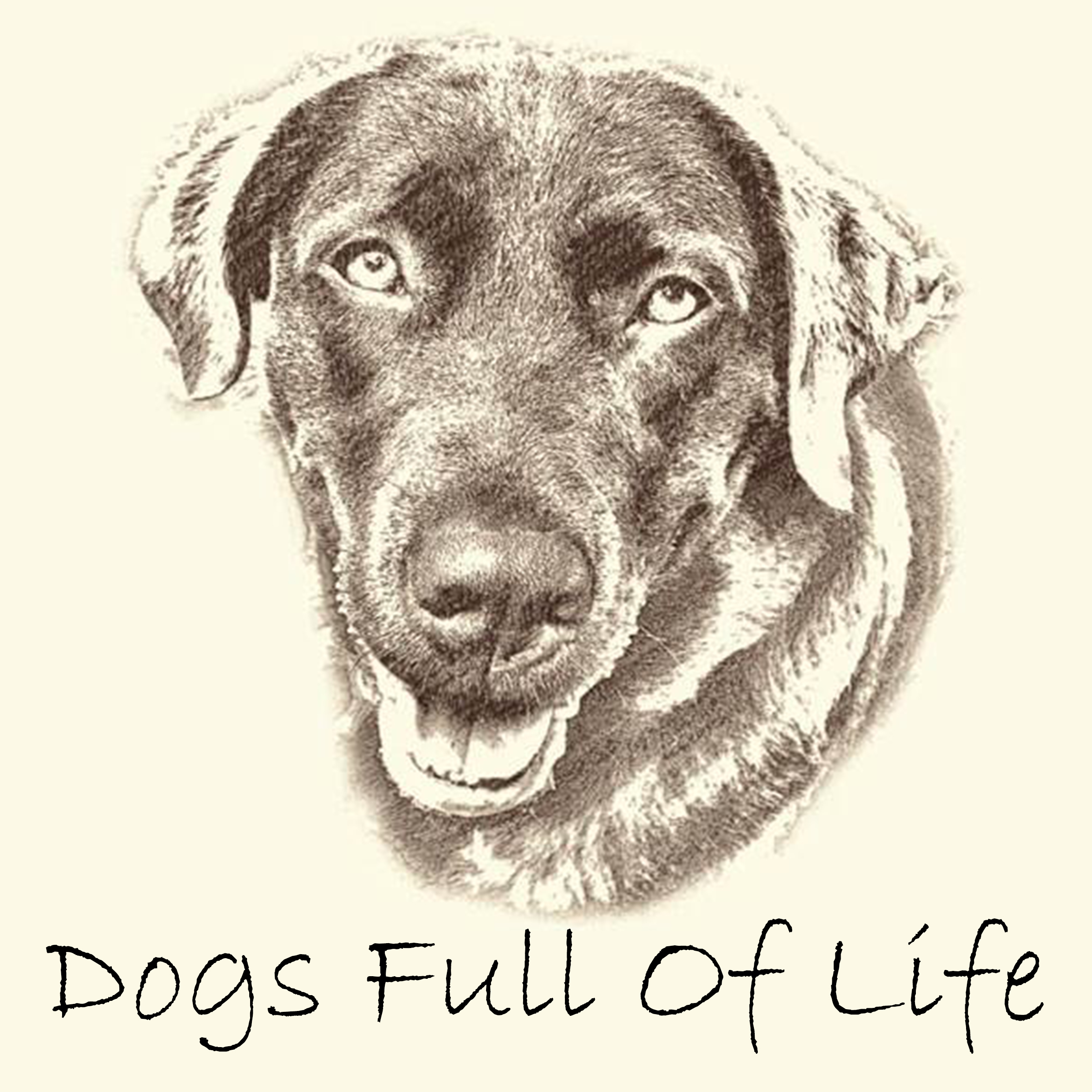 hondentrainers Haaltert Dogs Full of Life
