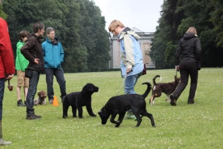 hondentrainers Tervuren | Hondenschool Ine Waelbers