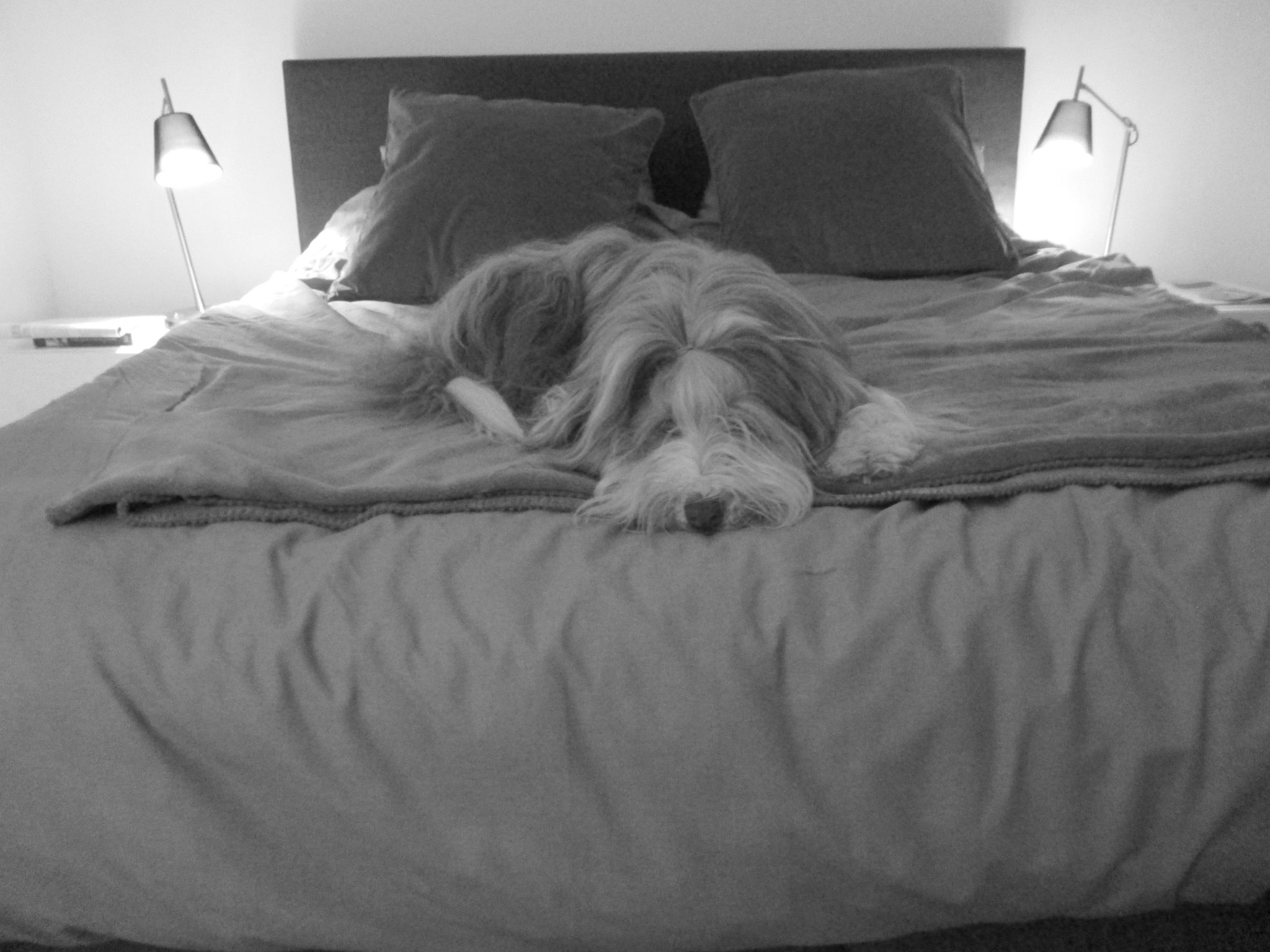 hondentrainers Antwerpen Honderful gedragstherapie, coaching van hond & baasje
