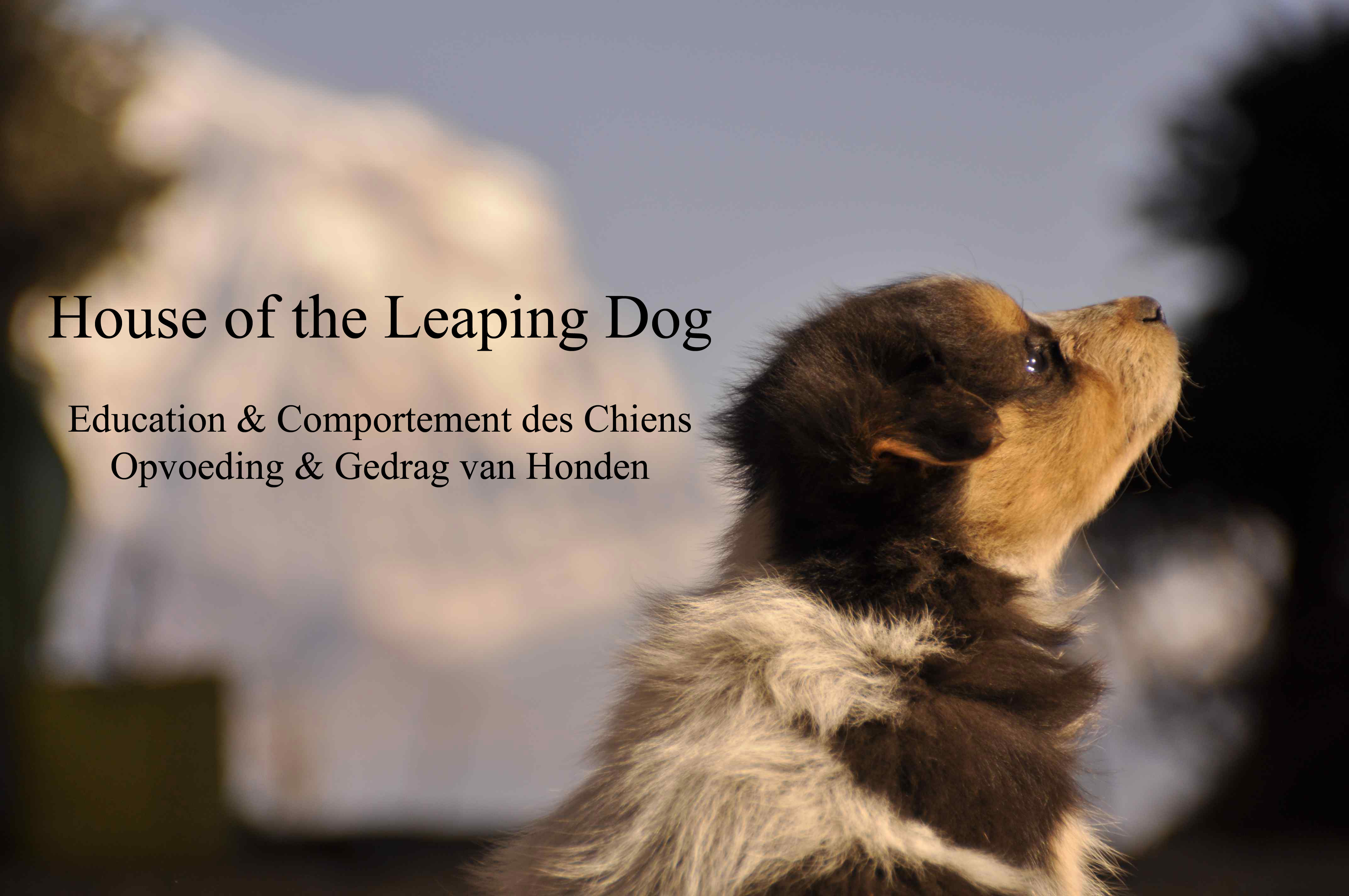 hondentrainers Beauvechain | House of the Leaping Dog