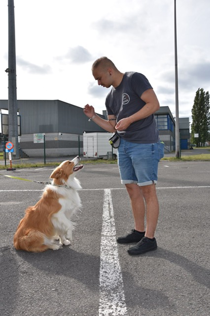 hondentrainers Denderleeuw | Joy for Dogs