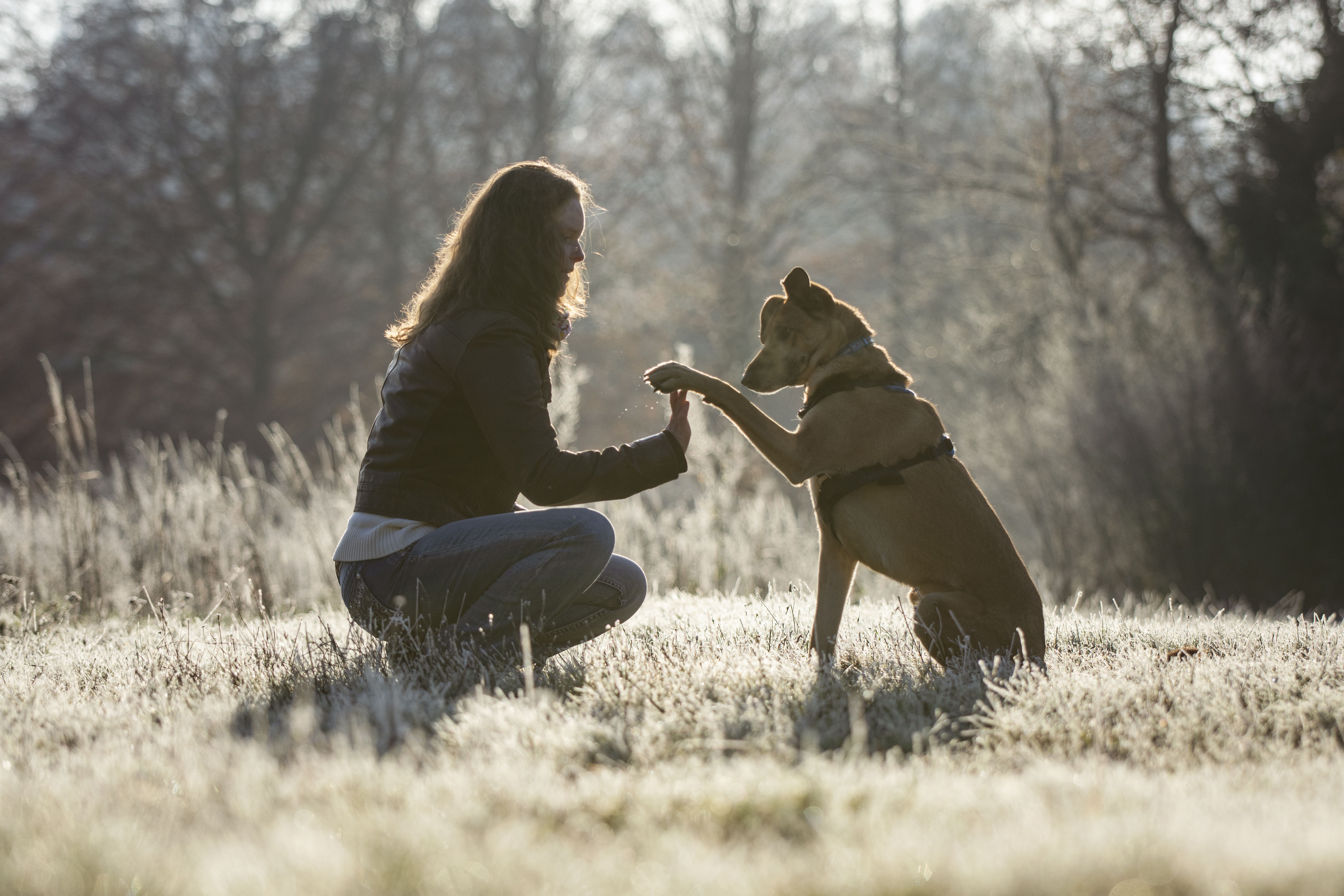 hondentrainers Molenbeersel | K9 Campus