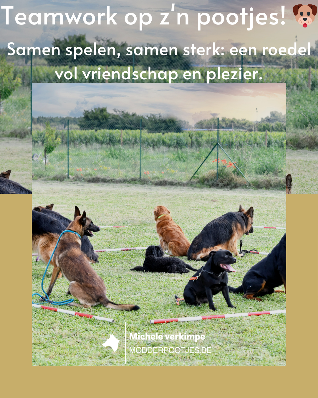hondentrainers Semmerzake | Modderpootjes