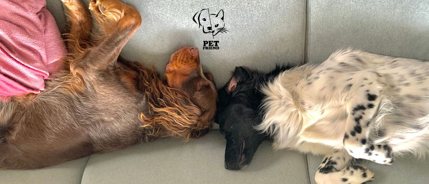 hondentrainers Oudenaarde PetFriend
