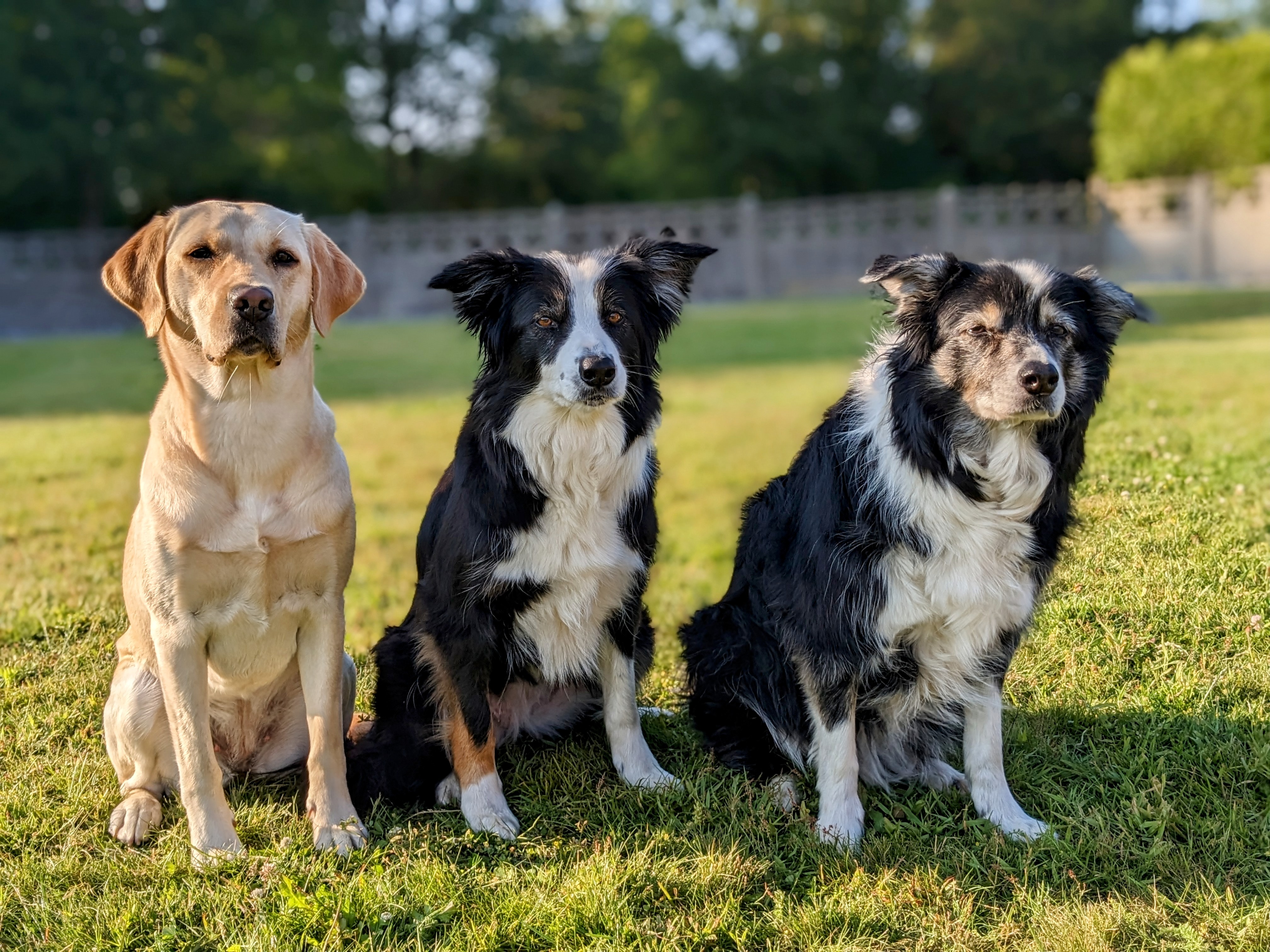 hondentrainers Paal | Puppy Trust