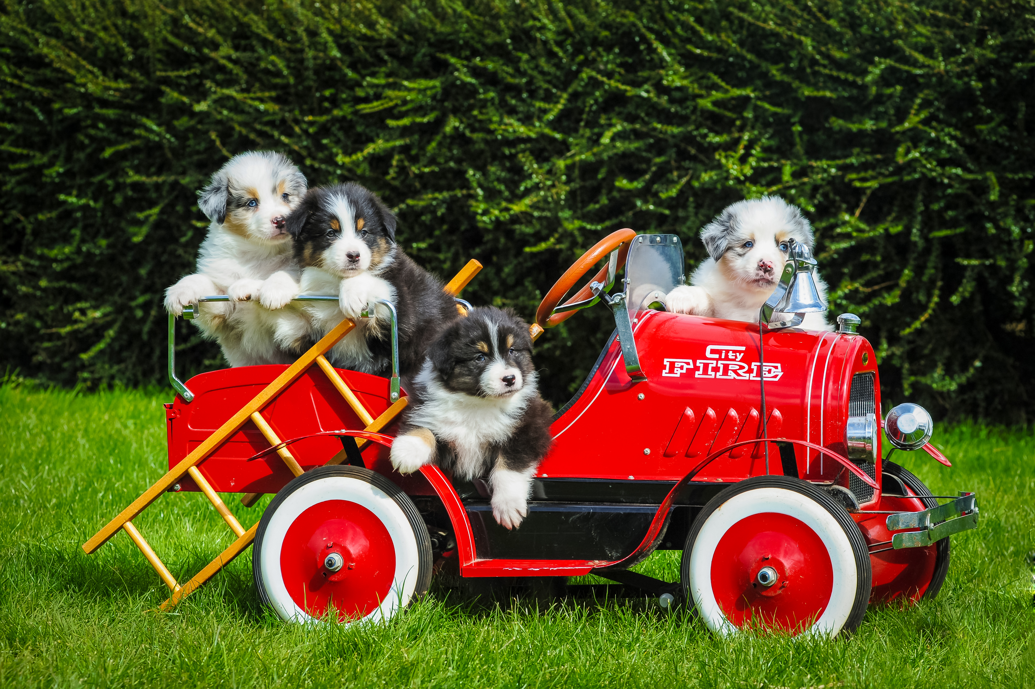 hondentrainers Antwerpen Puppybegeleiding De Roedelhoeve