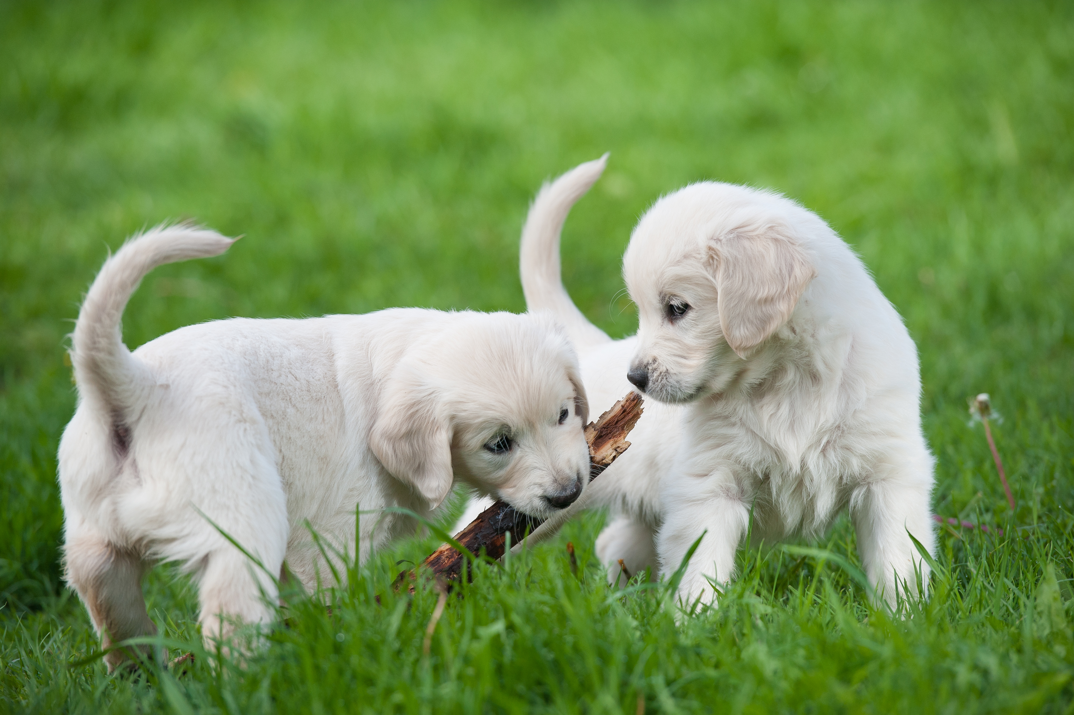hondentrainers Tielt | Puppybegeleiding De Roedelhoeve