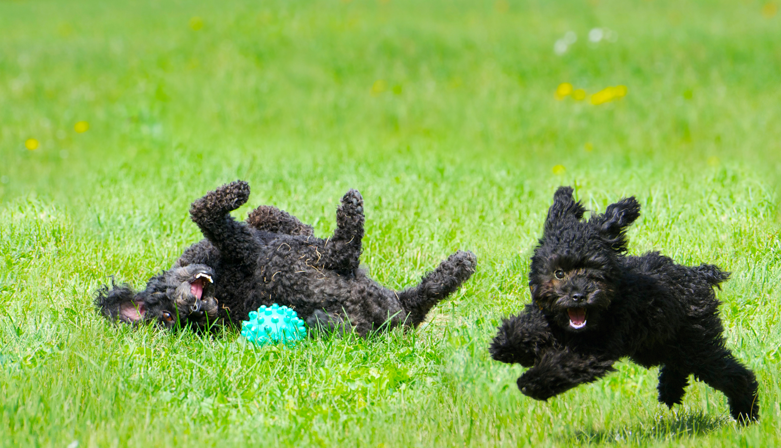 hondentrainers Tielt | Puppybegeleiding De Roedelhoeve