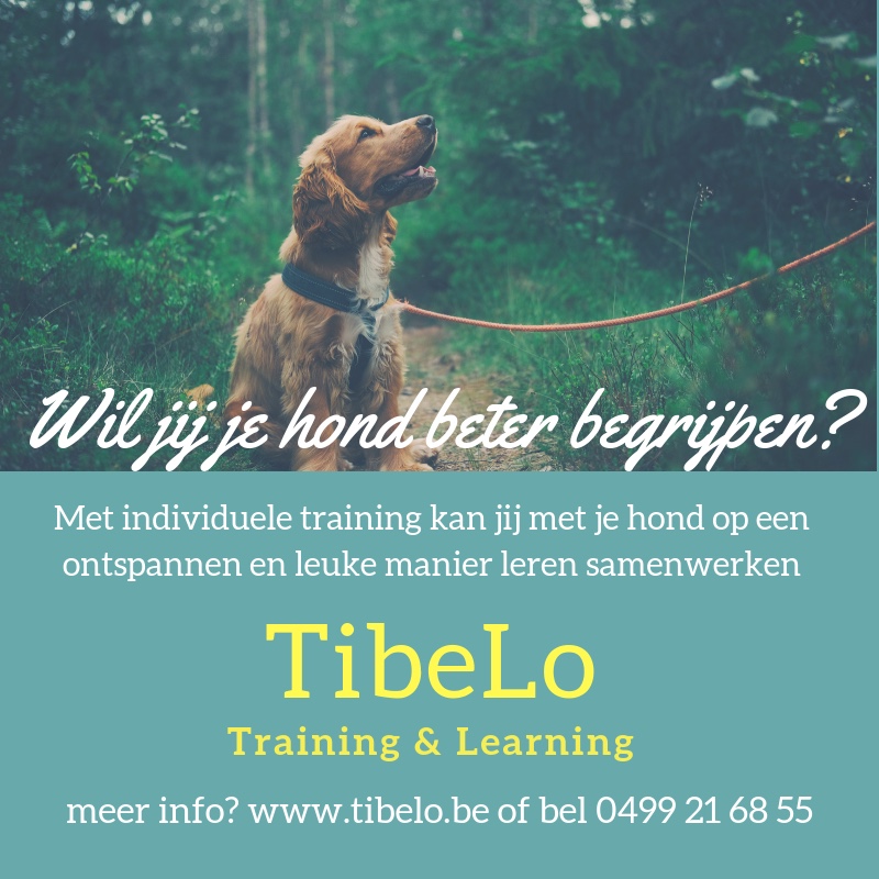 hondentrainers Sint-Niklaas | Tibelo